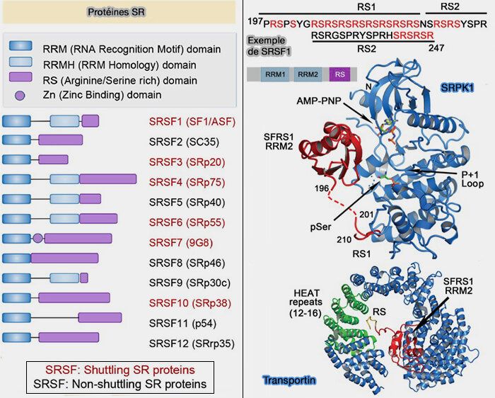Structure des protéines SR et exemple de SRSF1