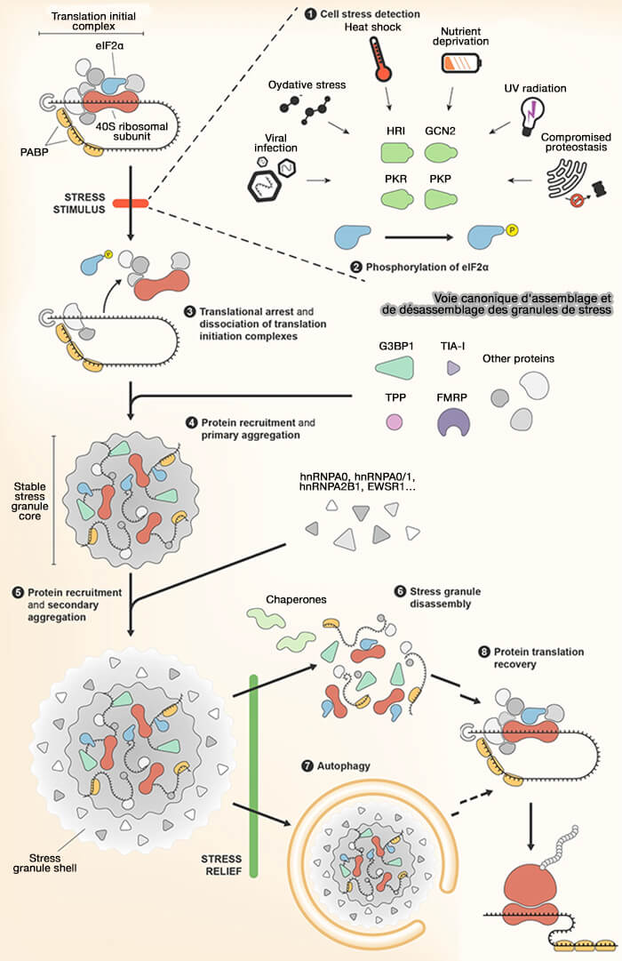 Voie canonique d'assemblage et de désassemblage des granules de stress