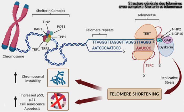 Structure générale des télomères avec complexe Shelterin et télomérase