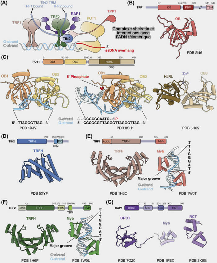 Structure générale des télomères avec complexe Shelterin et télomérase