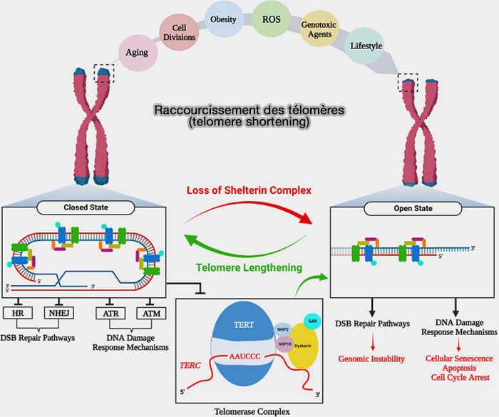 Raccourcissement des télomères (telomere shortening)