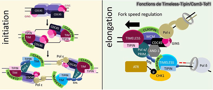 Fonctions de Timeless-Tipin/Csm3-Tof1 