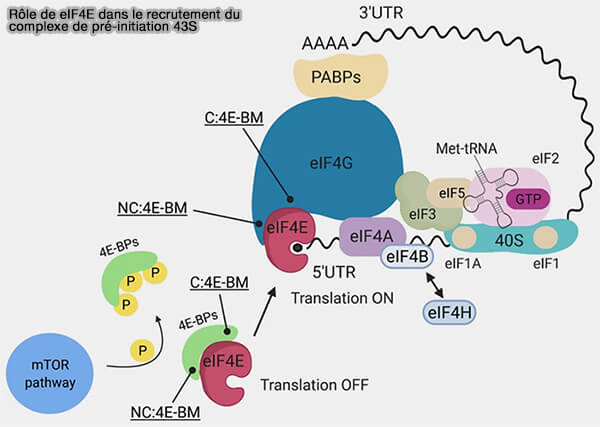 Rôle de eIF4E dans le recrutement du complexe de pré-initiation 43S