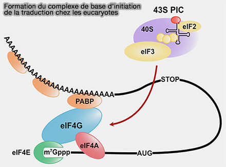 Formation du complexe d'initiation