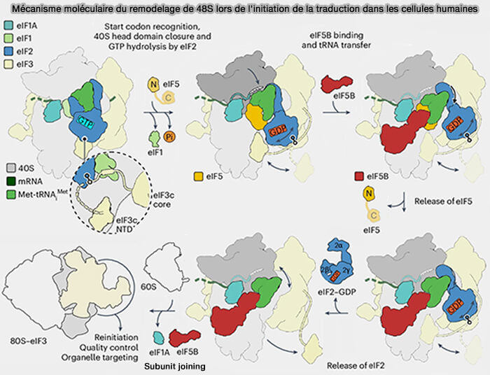 Mécanisme moléculaire du remodelage de 48S lors de l'initiation de la traduction