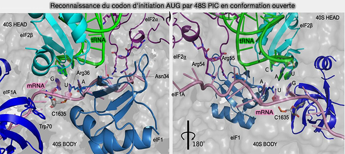 Reconnaissance du codon d'initiation AUG par 48S PIC en conformation ouverte
