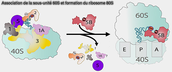 Association de la sous-unité 60S et formation du ribosome 80S