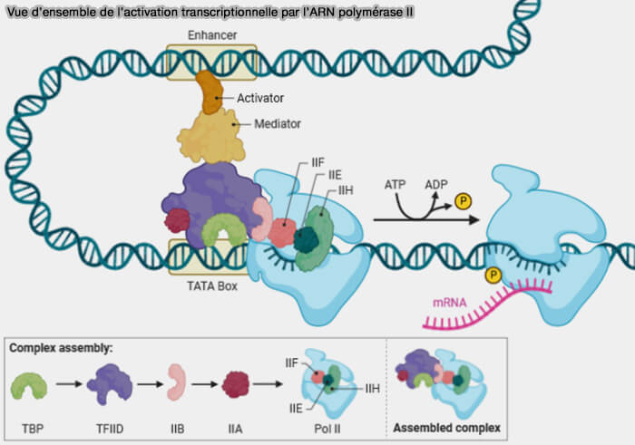 Vue d’ensemble de l’activation transcriptionnelle par l’ARN polymérase II