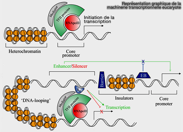 Représentation graphique de la machinerie transcriptionnelle eucaryote