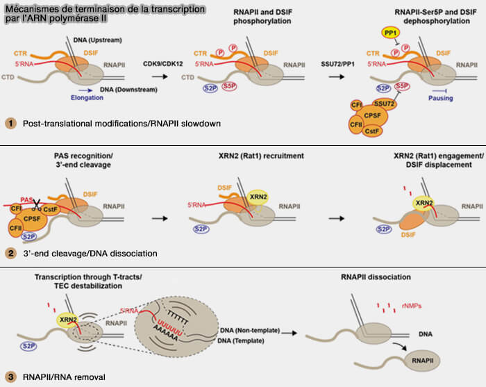 Terminaison de la transcription