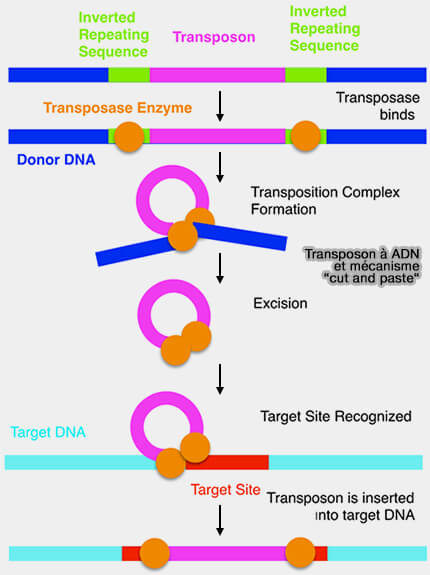 Transposons à ADN et mécanisme "cut and paste"