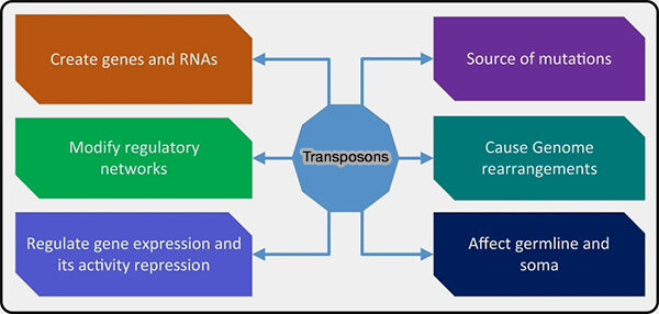 Rôles des transposons