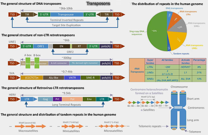 Transposons