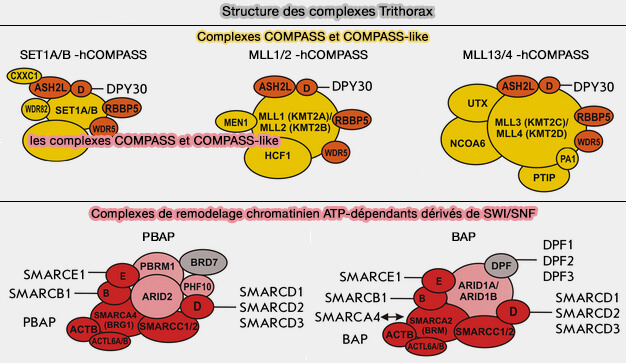 Structure des complexes Trithorax humains
