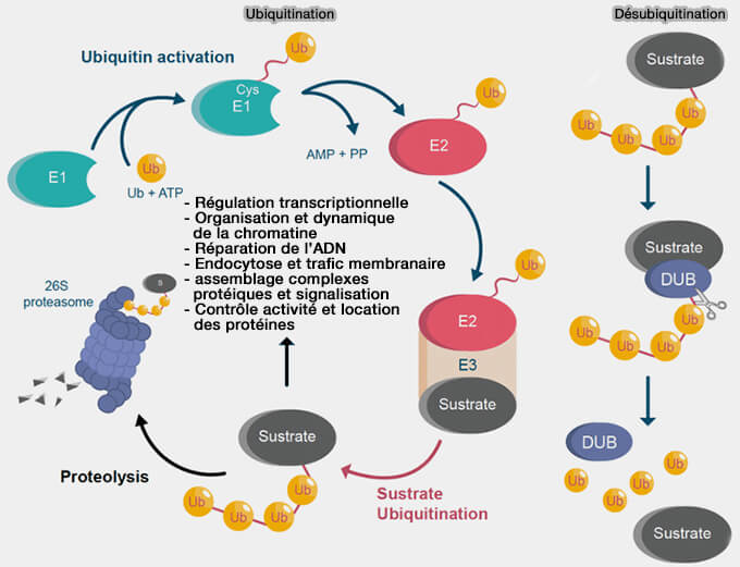 Rôle de H2BK120ub dans la méthylation