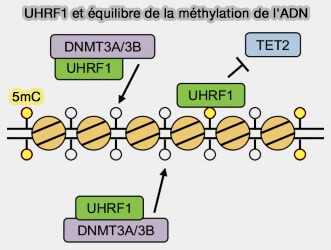 UHRF1 et équilibre de la méthylation de l'ADN