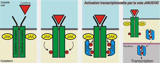 Activation transcriptionnelle par la voie JAK/STAT