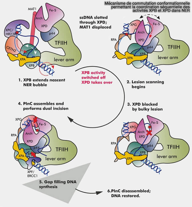 Commutation conformationnelle de XPB et XPD