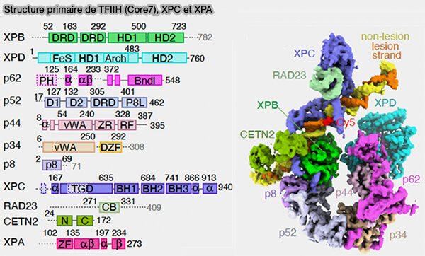 Structure primaire de TFIIH (Core7), XPC et XPA