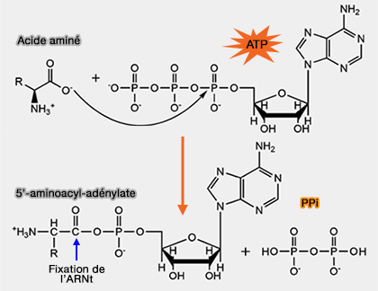 Formation d'aminoacyl-adénylate