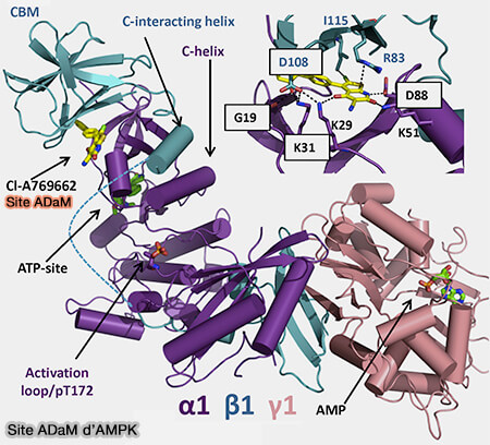 Site ADaM d'AMPK
