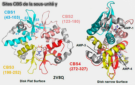 Sites CBS de la sous-unité γ de l'AMPK