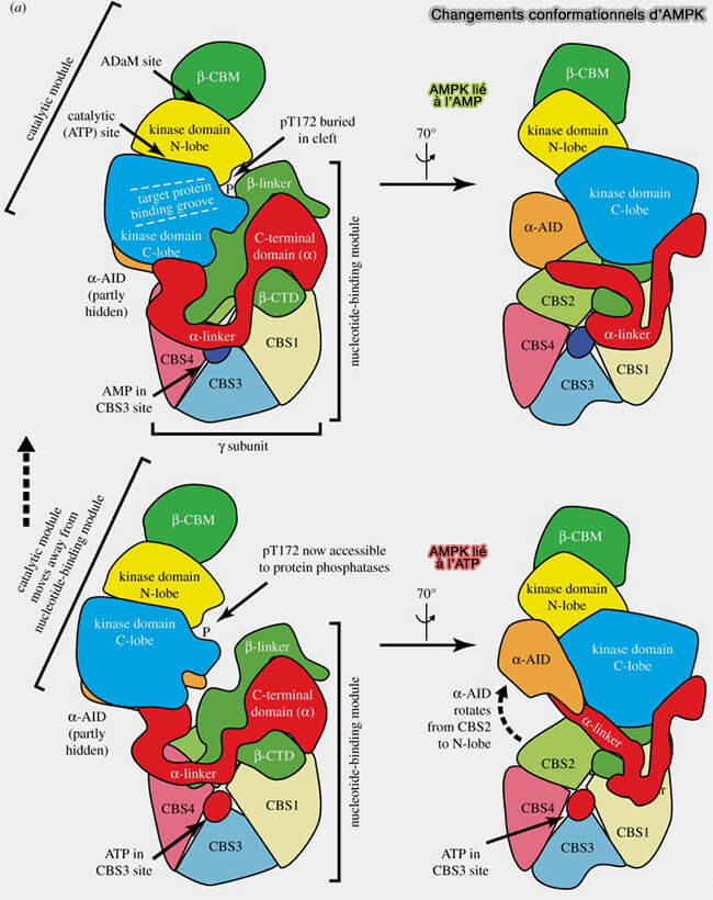 Changements conformationnels de l'AMPK
