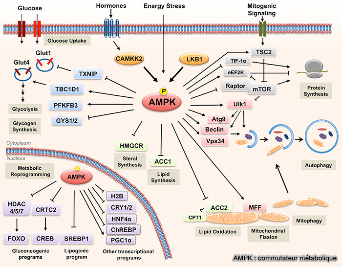 AMPK : commutateur métabolique