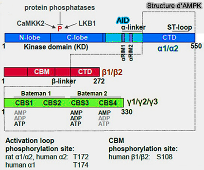 Sous-unités de l'AMPK