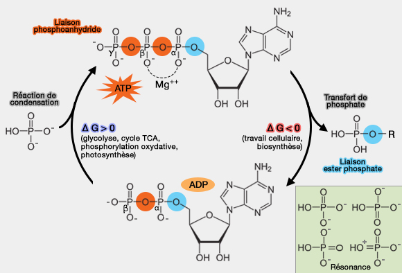 Hydrolyse de l'ATP