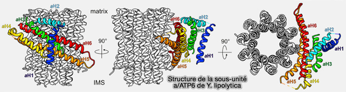 Structure de la sous-unité a/ATP6 de Y. lipolytica