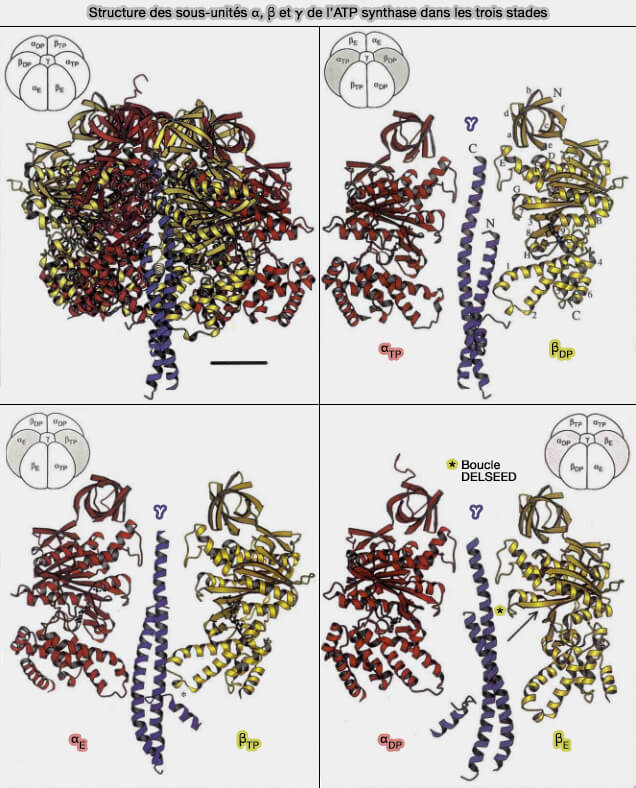 Structure des sous-unités α, β et γ de l’ATP synthase dans les trois stades