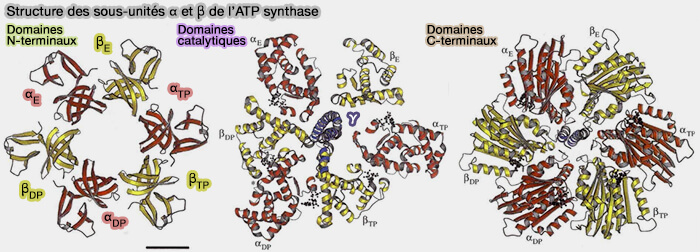 Structure des sous-unités α et β de l’ATP synthase