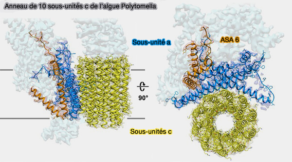 Anneau de 10 sous-unités c de l’algue Polytomella
