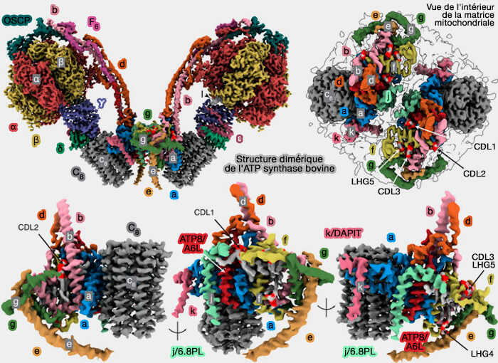Structure dimérique de l'ATP synthase bovine