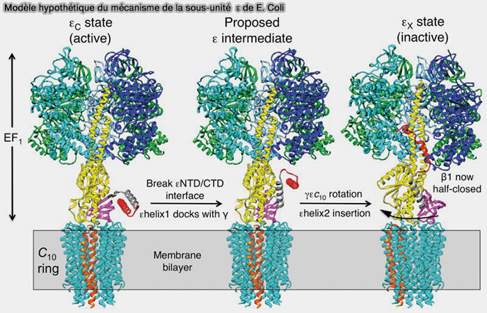 Modèle hypothétique du mécanisme de la sous-unité ε d'E. Coli