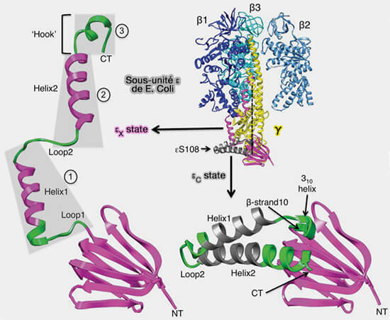Sous-unité ε d'E. Coli