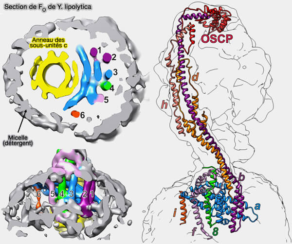Section de FO de Y. lipolytica