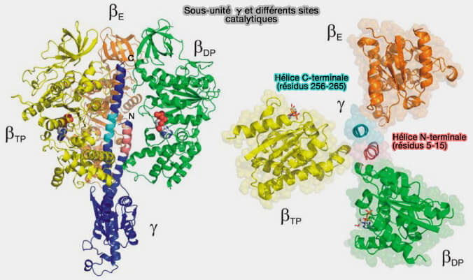 Sous-unité γ et différents sites catalytiques
