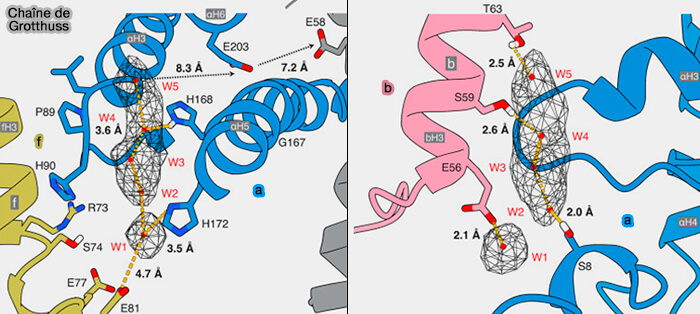 Chaîne de Grotthuss dans la translocation des protons
