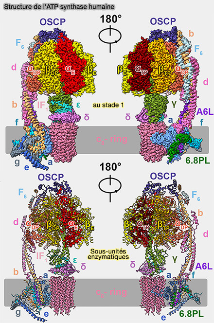 Structure de l'ATP synthase humaine