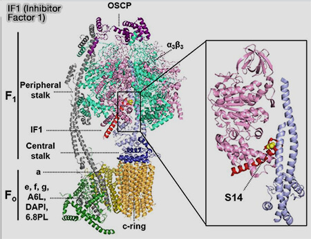 ATP synthase bovine et IF1