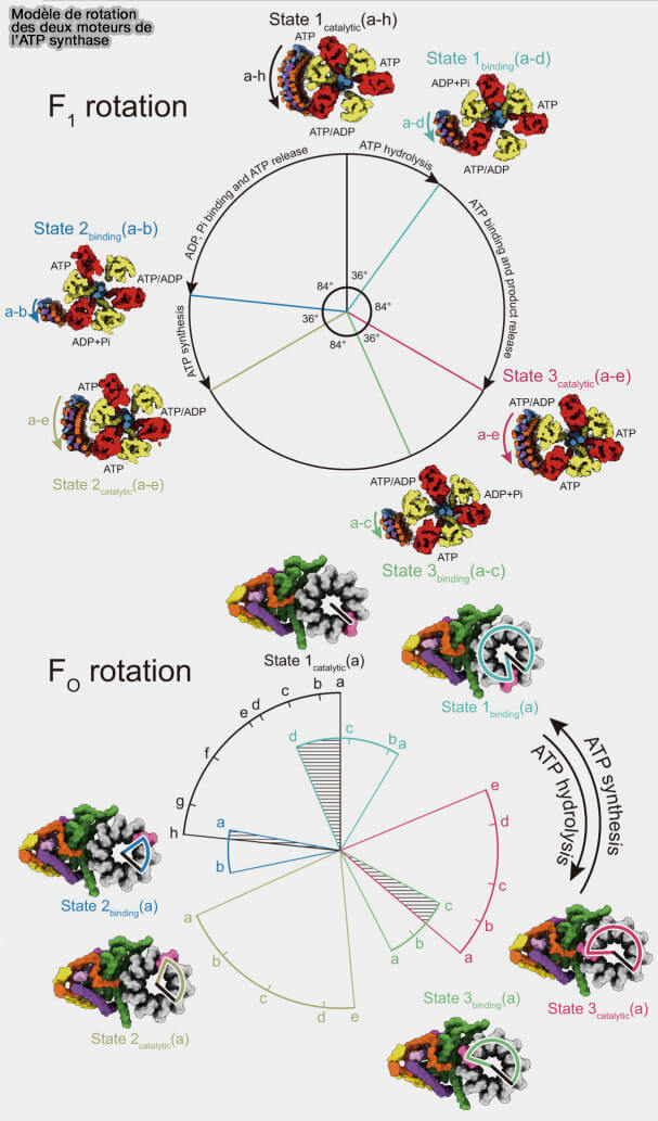 Modèle de rotation des deux moteurs de l’ATP synthase 