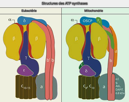 Structures des ATP synthases