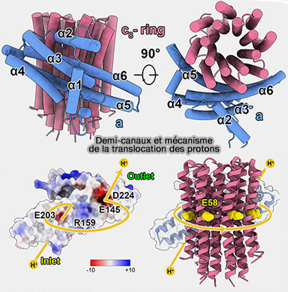 Demi-canaux et mécanisme de la translocation des protons