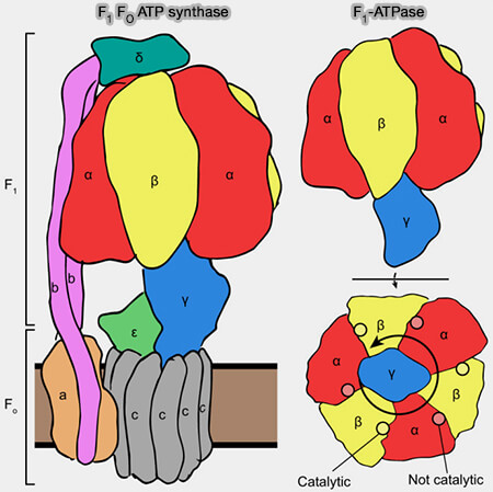 ATP synthase et ATPase