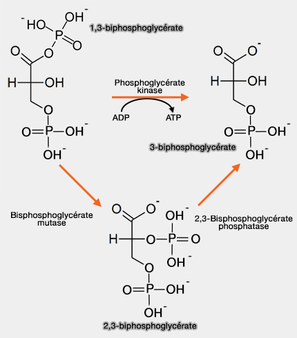 Biphosphoglycérates