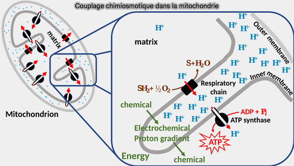 Complexe chimiosmotique dans la mitochondrie