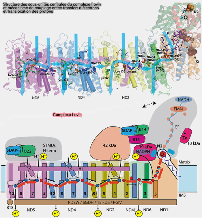 Structure du complexe I mitochondrial ovin et couplage transfert d'électrons
et translocation des protons 
