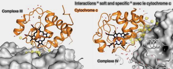 Complexe IV et cytochrome c : interactions " soft and specific " et transfert d'électrons